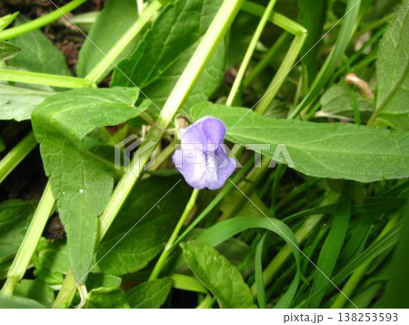 A Little Purple Flower Of Marsh Skullcap  138253593