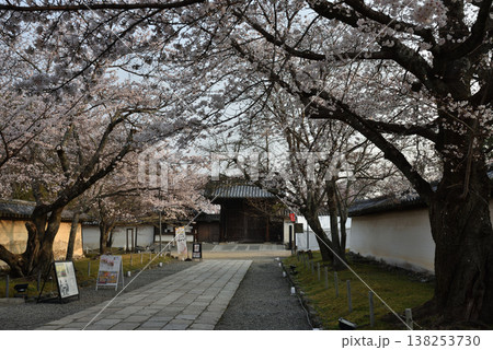 世界遺産醍醐寺 三宝院へとつづく参道のサクラ(京都市伏見区) 世界遺産醍醐寺 三宝院へとつづく参道のサクラ(京都市伏見区) 138253730