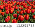 赤いチューリップ 138253738