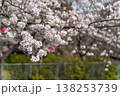 川沿いに咲く桜 138253739