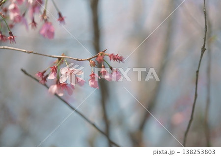満開の桜 みやび 桜 雅 春 花 イメージ 満開の桜 みやび 桜 雅 春 花 イメージ 138253803