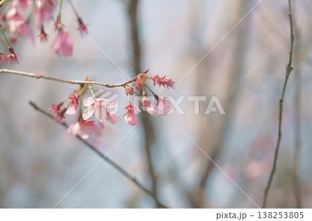 満開の桜 みやび 桜 雅 春 花 イメージ 138253805