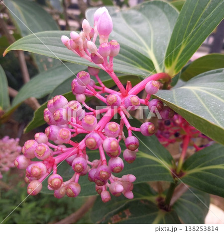 可愛いピンクの花 可愛いピンクの花 138253814