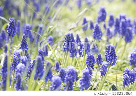 ムスカリの花 ムスカリの花 138253864