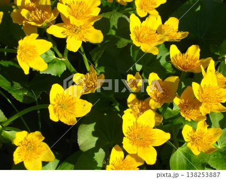 The Beautiful Marsh Marigold Wildflower The Beautiful Marsh Marigold Wildflower 138253887