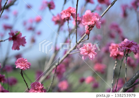 ハナモモ 花 ピンク 桃色 春 3月 イメージ ハナモモ 花 ピンク 桃色 春 3月 イメージ 138253979