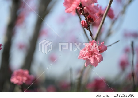 ハナモモ 花 ピンク 桃色 春 3月 イメージ ハナモモ 花 ピンク 桃色 春 3月 イメージ 138253980