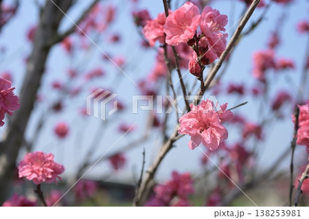 ハナモモ 花 ピンク 桃色 春 3月 イメージ ハナモモ 花 ピンク 桃色 春 3月 イメージ 138253981