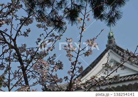 松と桜が彩る日本建築の屋根と春の空 138254141