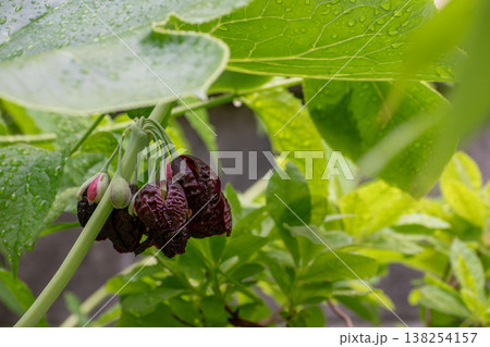 ハッカクレンのワインレッドの花 138254157