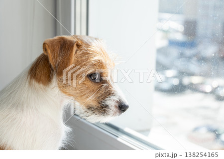 Jack Russell Terrier dog looking through window at home. Small puppy watching outside waiting for owner. 138254165