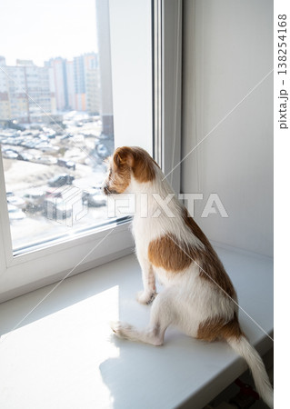 Jack Russell Terrier dog sitting on window sill looking at street. Pet waiting for owner return. Jack Russell Terrier dog sitting on window sill looking at street. Pet waiting for owner return. 138254168
