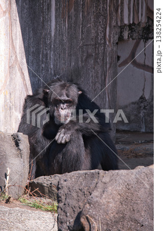 伊豆シャボテン動物公園のチンパンジー 138254224