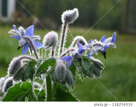 Dewey Borage Buds And Blossoms 138254333