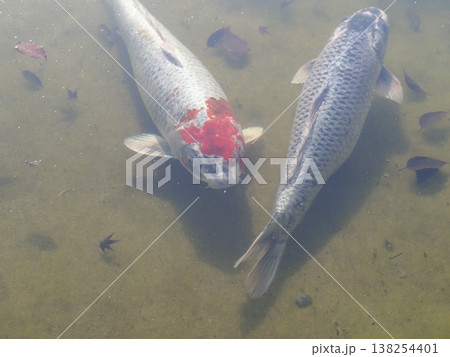 池で泳ぐ鯉 池で泳ぐ鯉 138254401