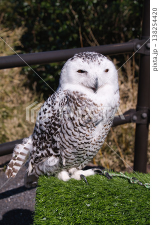 伊豆シャボテン動物公園のミミズク 伊豆シャボテン動物公園のミミズク 138254420