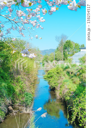 忍野八海の美しい風景 138254517