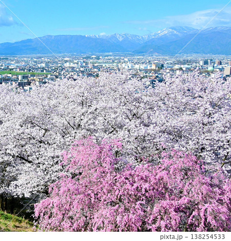弘法山古墳の満開の桜と北アルプス 弘法山古墳の満開の桜と北アルプス 138254533