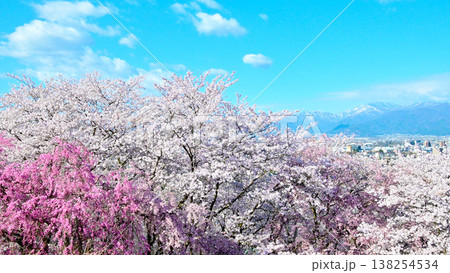 弘法山古墳の満開の桜と北アルプス 弘法山古墳の満開の桜と北アルプス 138254534