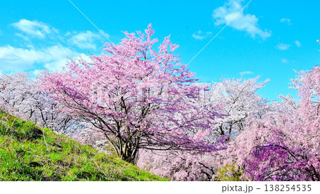 弘法山古墳の満開の桜 138254535