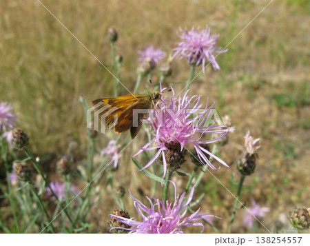 Woodland Skipper Nectaring On Spotted Knapweed Woodland Skipper Nectaring On Spotted Knapweed 138254557