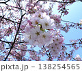 青空のさくら 138254565