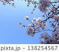 青空のさくら 138254567