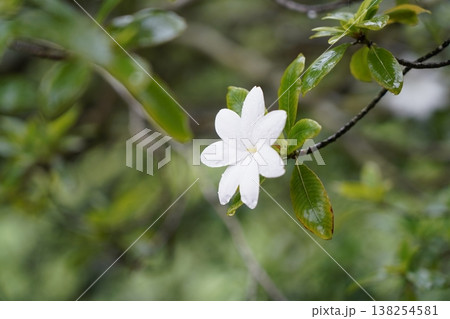 White Flower in Bloom with Green Leaves 138254581
