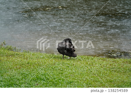 Black Swan on Rainy Day near Water Calm Scene Black Swan on Rainy Day near Water Calm Scene 138254589