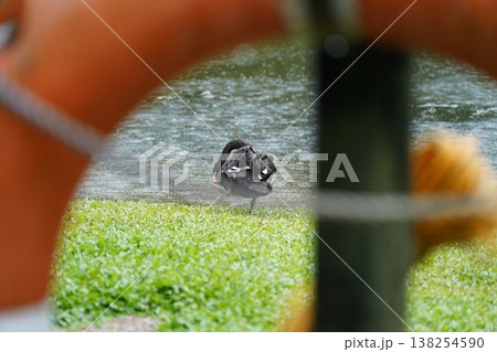 Black Swan by a Lake Through Life Ring 138254590