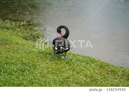 Black Swan by Water Peaceful Nature Photography Black Swan by Water Peaceful Nature Photography 138254592