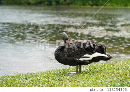 Black Swan Near Lake on a Rainy Day Beautiful Bird Black Swan Near Lake on a Rainy Day Beautiful Bird 138254596