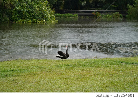 Black Swan in Park Water Landscape Animal Photography Black Swan in Park Water Landscape Animal Photography 138254601
