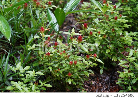 Red Shrimp Plant Amidst Lush Greenery Garden Scene 138254606