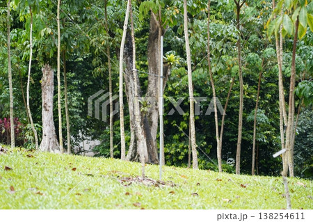 Lush rubber plantation with green grass and trees Lush rubber plantation with green grass and trees 138254611