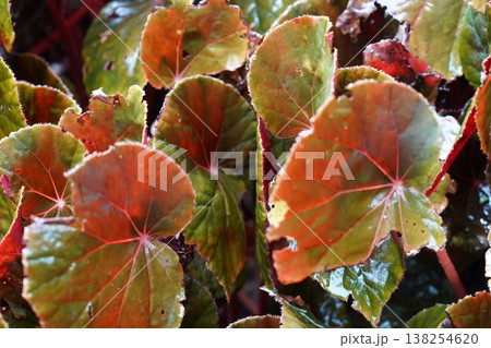Begonia Leaves Close Up View Botanical Beauty Begonia Leaves Close Up View Botanical Beauty 138254620