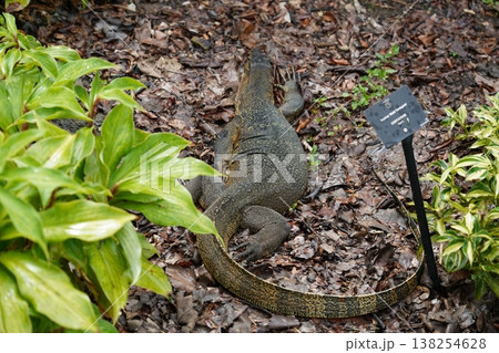 Monitor Lizard Resting in Garden Scene at Zoo 138254628