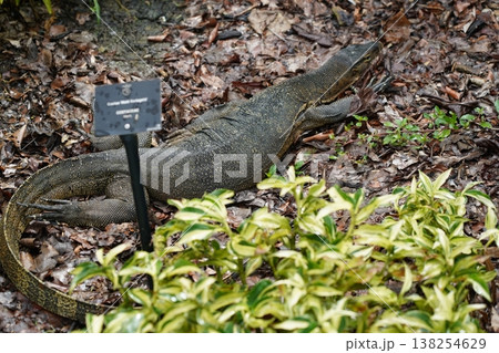 Asian Water Monitor Lizard Resting on Leaves 138254629