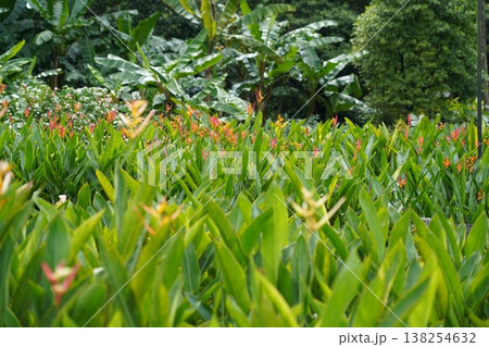 Heliconia Garden Paradise Natural Outdoor Scenery 138254632
