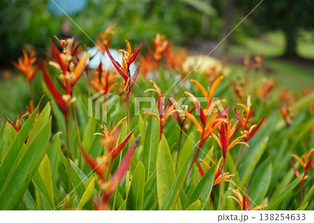 Heliconia psittacorum flowers in a lush green garden setting Heliconia psittacorum flowers in a lush green garden setting 138254633