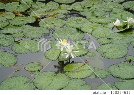 Water Lilies and Pads in a Pond Nature Scene 138254635