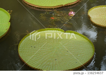 Giant Water Lilies in a Pond Botanical Garden Scene Giant Water Lilies in a Pond Botanical Garden Scene 138254637