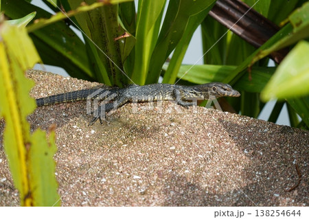 Asian Water Monitor basking in the sun near vegetation 138254644