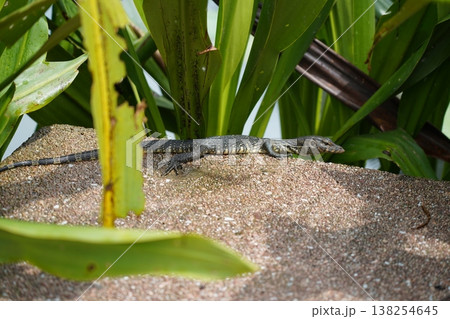 Water Monitor Lizard basking in the sun wildlife photography 138254645