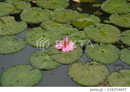 Pink Water Lily Flower in a Pond Serene Beauty Pink Water Lily Flower in a Pond Serene Beauty 138254647