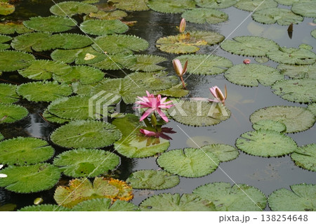 Water Lily Pond with Pink Flowers and Green Pads 138254648