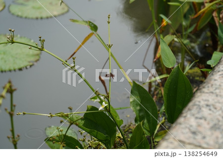 Echinodorus cordifolius in Pond with Dragonfly 138254649