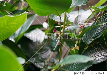 Hidden Bird amid Green Foliage and Flowers in Nature Hidden Bird amid Green Foliage and Flowers in Nature 138254671