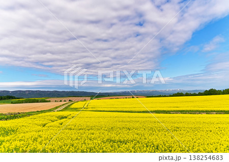 菜の花畑 北海道 菜の花畑 北海道 138254683
