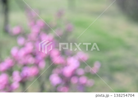 ピンク グリーン ピンボケ 花 アウトフォーカス 背景素材 138254704